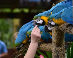 A zookeeper is feeding parrots by hand