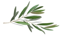 Two fresh olive branch leaves isolated on white background closeup