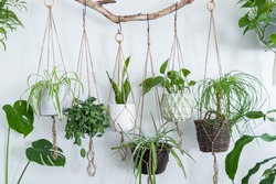Six jute twine macrame plant hangers are hanging from a driftwood branch. Some of them have wooden rings used as decor to add character to the crafts. A nice variety of plants and pots are used.