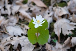 A Sanguinaria Canadensis plant, commonly called Bloodroot, Bloodwort, Redroot, Puccoon, and also Pauson. The red liquid that comes out of the stem is poisonous and kills skin cells it contacts.