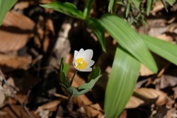A Sanguinaria Canadensis plant, commonly called Bloodroot, Bloodwort, Redroot, Puccoon, and also Pauson. The red liquid that comes out of the stem is poisonous and kills skin cells it contacts.