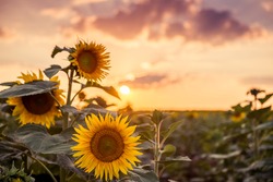 Photo of a sunflower on the field.