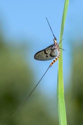 The green drake or green drake mayfly - Ephemera danica, is a species of mayfly in the genus Ephemera