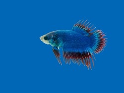 view of a blue short-tail siamese fighting betta fish diving in glass fish tank isolated on blue background.