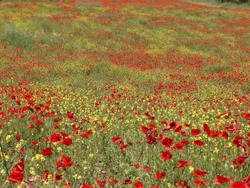 field with red and yellow flowers
