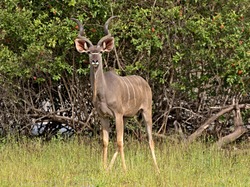 Greater Kudu (Tragelaphus strepsiceros). Nyerere National Park. Tanzania. Africa.