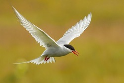 The Arctic Tern, Sterna paradisaea is flying and looking for its chicks to feed them, they nest in typical medow, at the famous Jökulsárlón glacier lake in Iceland

