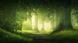beautiful magic  forest in the sunny foggy view