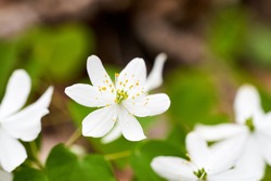White wildflowers on the forest floor in Ohio. Bloodroot is a flowering native herb growing throughout eastern North America.
