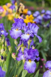 Yellow and blue blooming iris flowers closeup on green garden background. Sunny day. Lot of irises. Large cultivated flowerd of bearded iris (Iris germanica). Blue and yellow iris flowers are growing