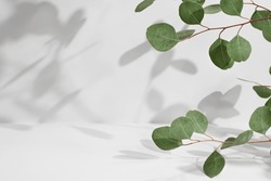 Green eucalyptus branch with beautiful shadows on empty light grey background. Backdrop for product presentation. Beauty cosmetic advertising display mockup. Minimal still life. Front view.