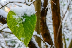 Green frozen leaf of lilac plant covered with snow after a snowfall.