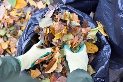 Top view of hands in gloves putting autumn leaves in a plastic bag. Using the leaves as organic material in the garden or as a biofuel energy source.