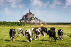 France Manche Mont Saint Michel bay listed as UNESCO World Heritage, cow in pasture  and Mont Saint Michel in the background, France, Europe