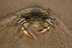 Giant blue crab on the sandy shore of the Mediterranean Sea.
Female crab hunting on the shore