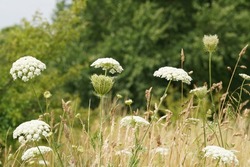Queen anne's lace also known as Wild carrot or Daucus carota