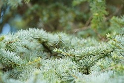 Abies nordmanniana or Caucasian fir