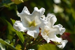 herald's trumpet or Beaumontia grandiflora