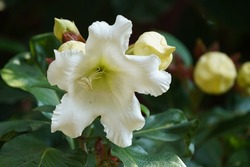 herald's trumpet or Beaumontia grandiflora