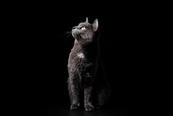 A full-length portrait in profile of a gray gorgeous mustached cat with green eyes that looks up at the light, against a black background