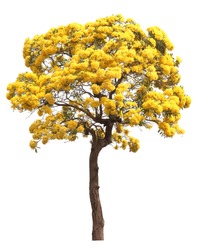 isolated tabebuia golden yellow cortez flower blossom tree on white background