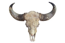 Skull of aging bull head with horn isolated on white background 