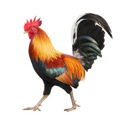 colorful free range male rooster isolated on white background with clipping path