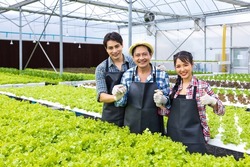 Asian local farmers growing their own green oak salad lettuce in the greenhouse using hydroponics water system in organic approach for family business