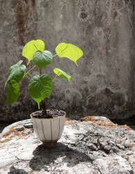 plant in  the poton  grey congrete