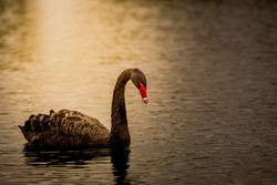 The black night Swan