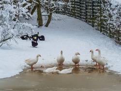 White geese and black ducks by a pond in the winter in the snow