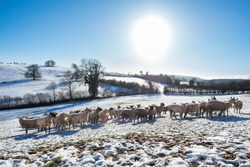Sheep on snow-covered Shropshire Hills, near Clun, rural England, UK, in Late December, photo of Winter, Sheep, Snow, Agricultural Field, Farm