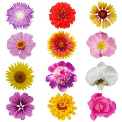 Macro photo of flowers set: rose, 
sunflower, orchid, peony, zinnia, cirsium, bristly rose, common mallow  on a white isolated background