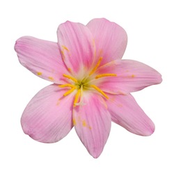 Macro photo pink Lily flower isolated on white background