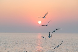 Beautiful sunset with flock of seagulls flying over the sea. Seagulls in the clouds of blue sky. Seagull flying in the blue sky. A seagull is flying in the sky. Seagull flying sky.
