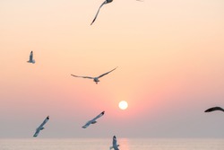 Seagulls on beach - Free Stock Photo by Merelize on Stockvault.net