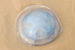 Cool, blue, Barrel Jellyfish.  Rhizostoma octopus/pulmo.  Laying on the sand of Woolacombe beach, North Devon, England