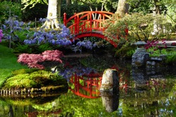 The beautiful Japanese garden at Den Haag, Holland, in de spring. The lovely redbridge reflecting in the water, surrounded bij acer, wisteria and azalea and a stone in the lake and temple
 