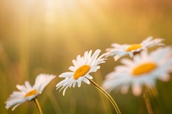 Amazing shot of group of chamomile flowers lit by last bright sun rays of setting sun. Close-up shot of daisy flowers in the field