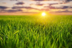 Bright landscape of green field of winter wheat, close-up on the plants. Vibrant green agricultural field with stunning sunset on the background