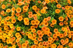 Orange little petunia - perfect for garden.