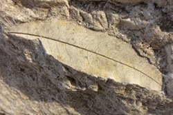 Fossil leaf on a piece of travertine
