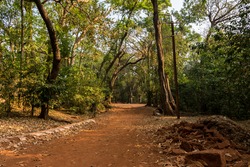 Panoramic landscape view of a rural road covered with red soil and surrounded by lush green tall trees at Matheran, a popular hill station and a tourist destination in Maharashtra, India