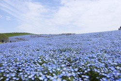 A superb view in Japan.The field of nemophila flowers in Hitachinaka Ibaraki Japan.The middle of April.