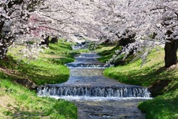 Japanese Springtime.The row of cherry trees along the Kannonjigawa River.Inawashiro,Fukushima,Japan.Late April.