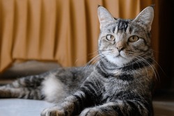 Relaxed Gray Tabby Domestic Cat Indoor