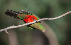 Australian King parrot