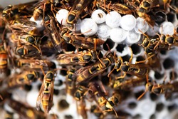 Close up of wasps in their hive.