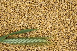 Barley seeds with the outer husk and barley ears, background and surface of barley grains (Hordeum vulgare)