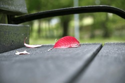 Red leaf has fallen onto a wooden bench typical of a quiet and undisturbed corner of a park
